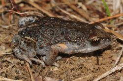 122-Pseudophryne bibronii